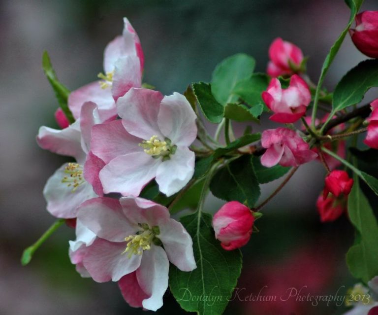 Wild Apple Blossoms